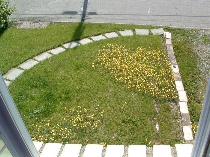 [Thumbnail for photos of yellow hawkweed may 2009 001.jpg]